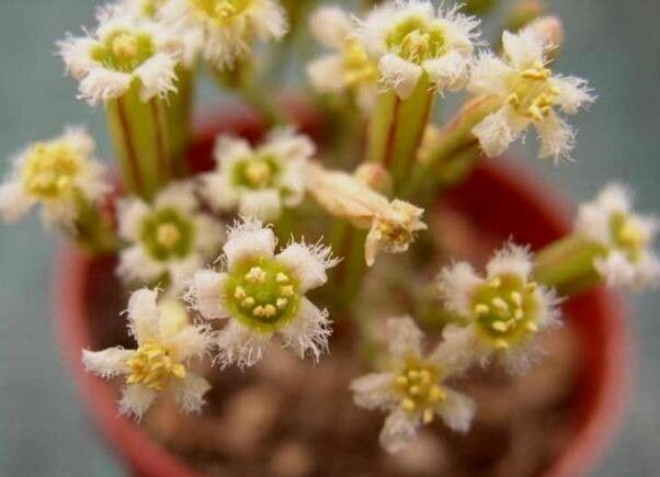 Tylecodon bodleyae — related species from the same genus