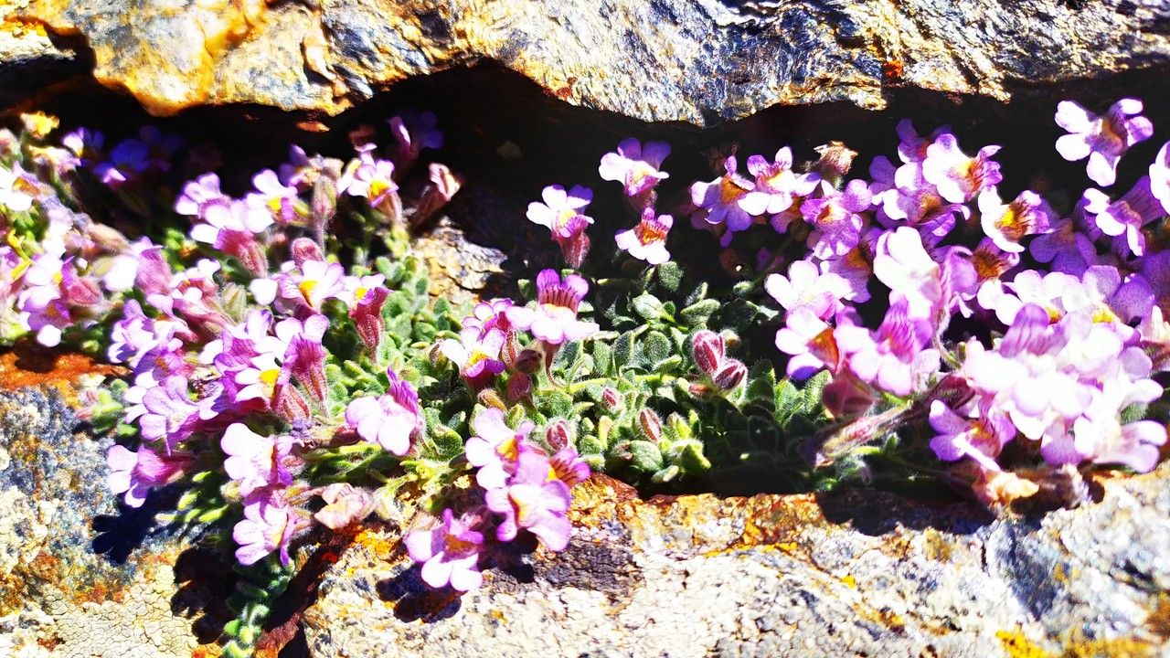 Phacelia bicolor flower