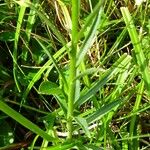 Campanula persicifolia