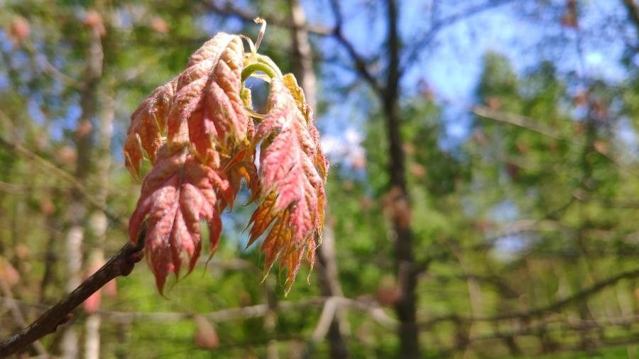 Quercus kelloggii flower