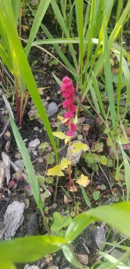 Chenopodium capitatum fruit