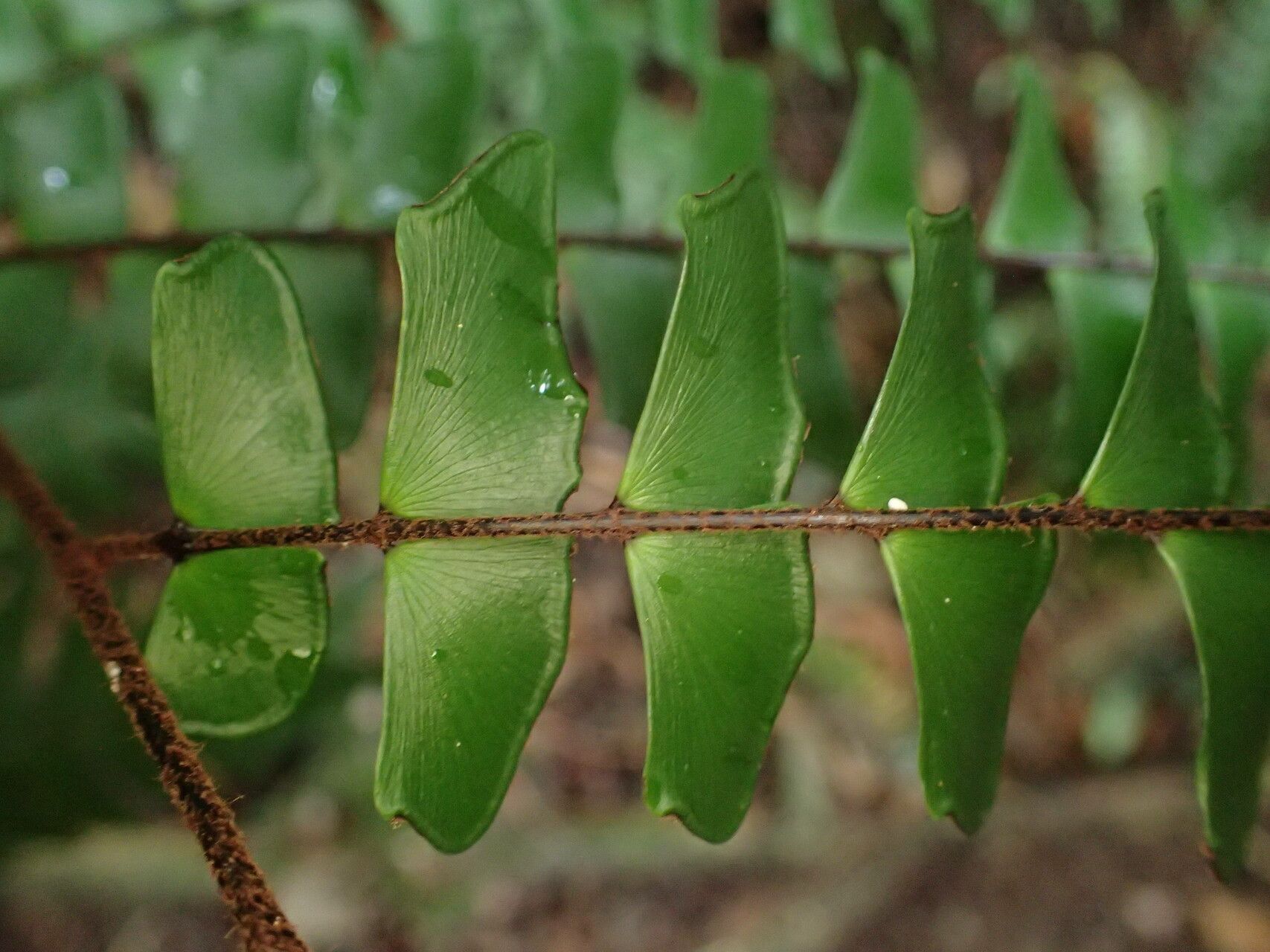 Adiantum villosum leaf
