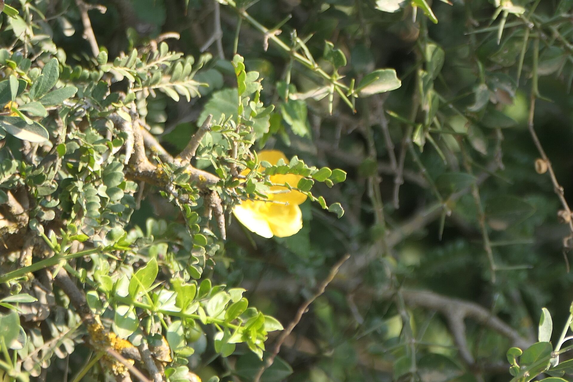 Abutilon sonneratianum flower