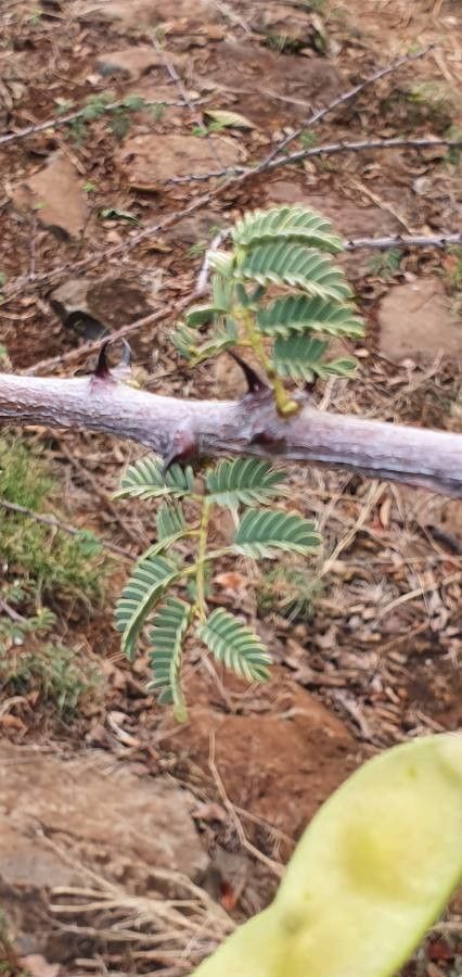 Acacia thomasii — houseplant care guide