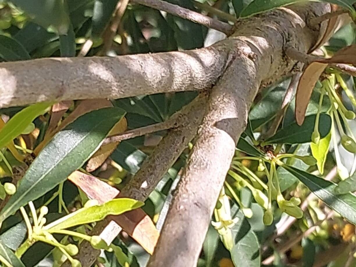 Pittosporum parvilimbum bark