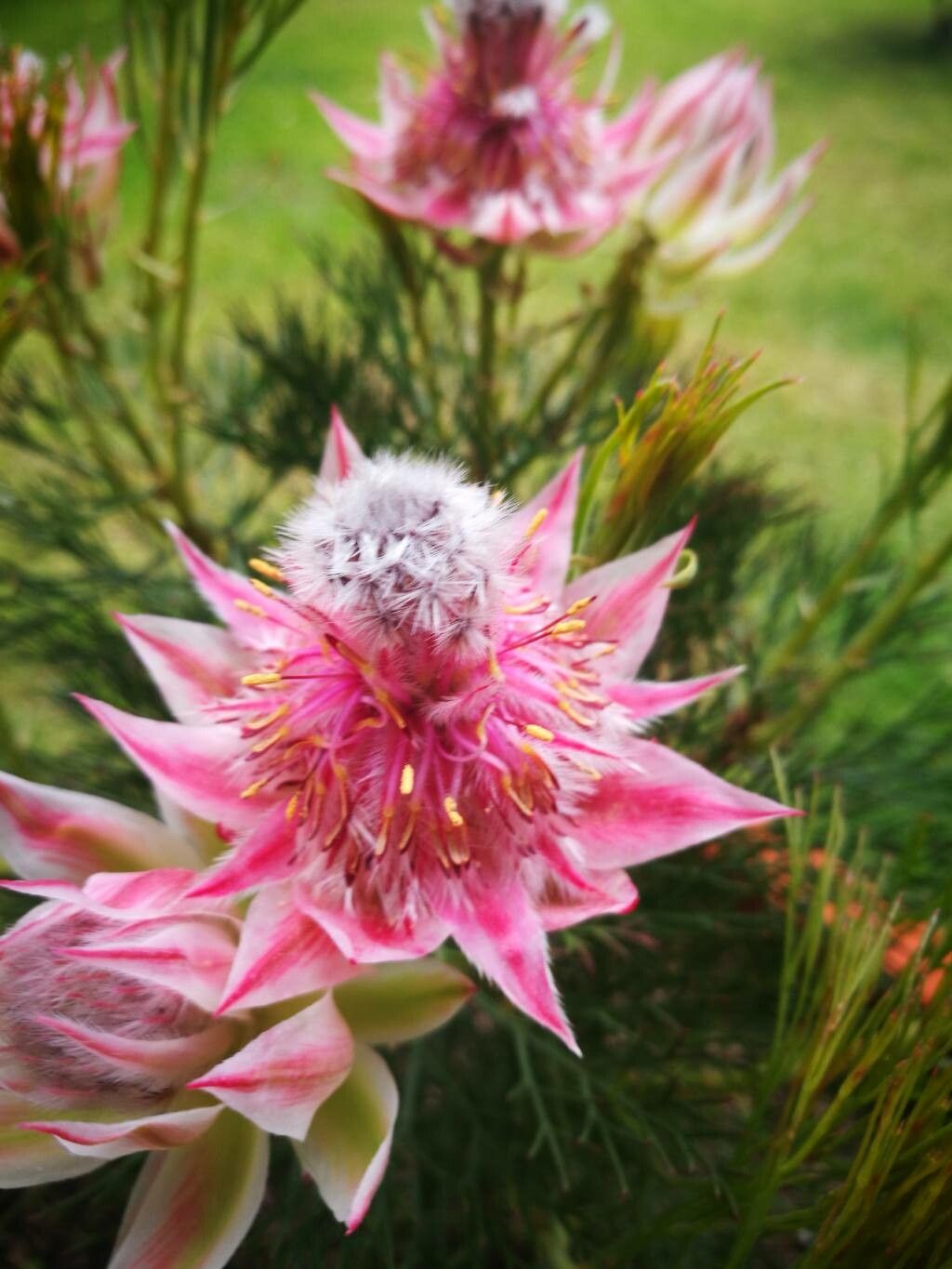 Serruria florida — search result for 'Proteaceae'
