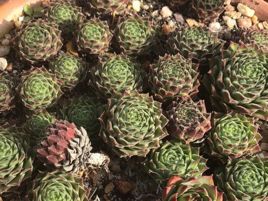 Sempervivum vicentei habit