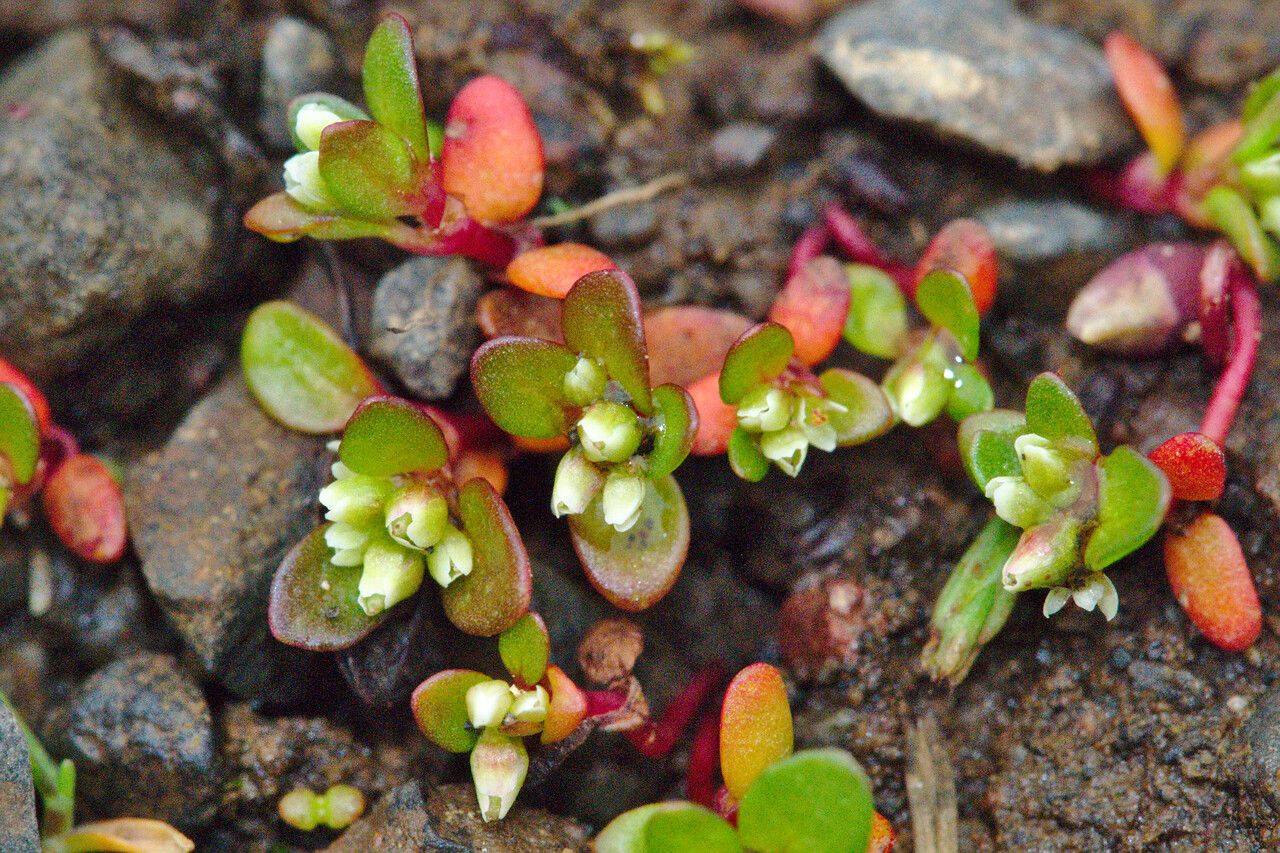 Koenigia islandica flower