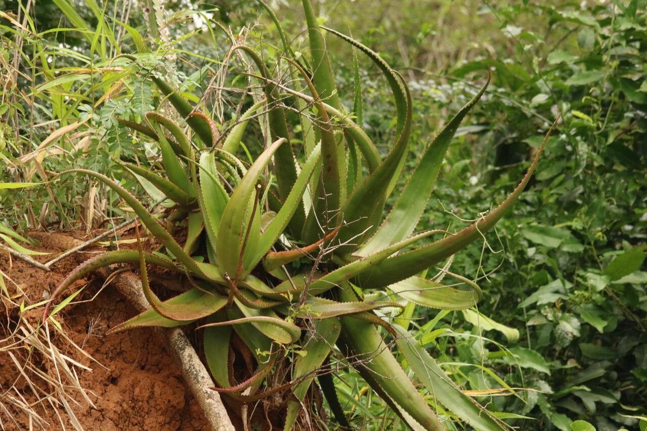 Aloe butiabana leaf