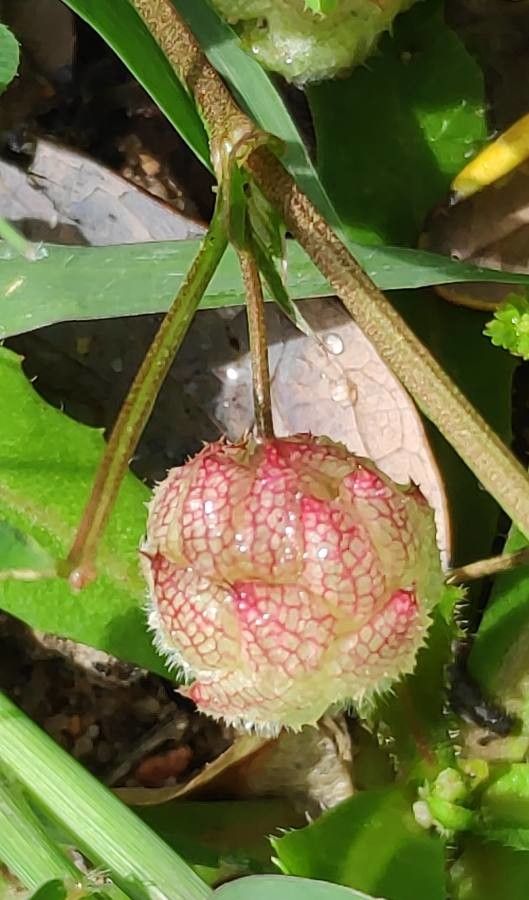 Trifolium tomentosum fruit