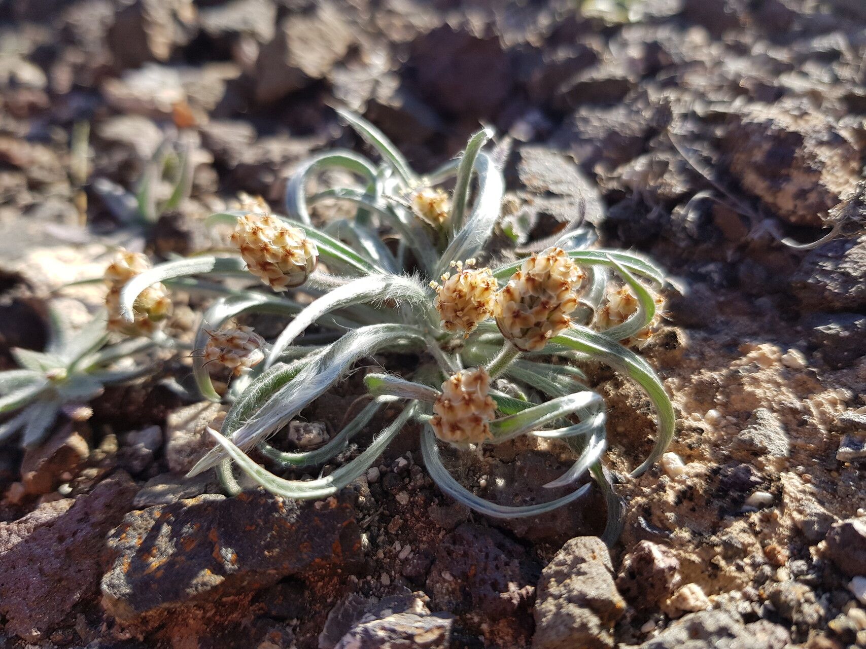 Plantago ovata fruit