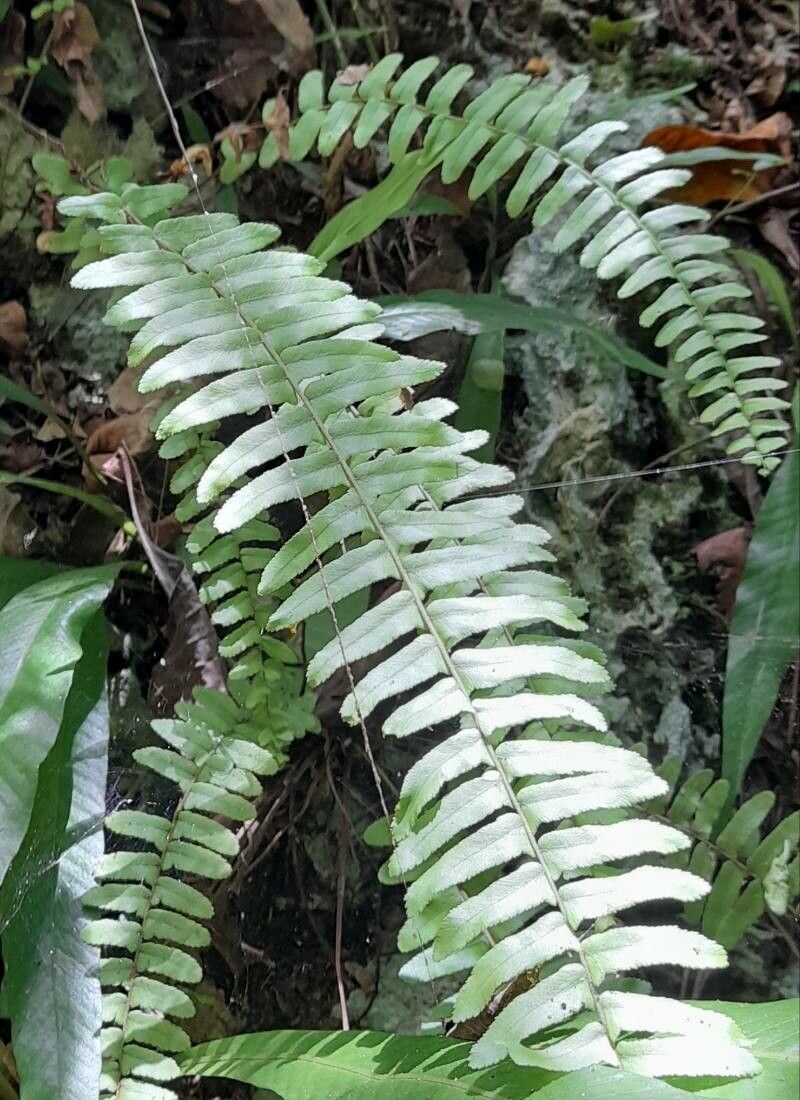 Nephrolepis rivularis habit