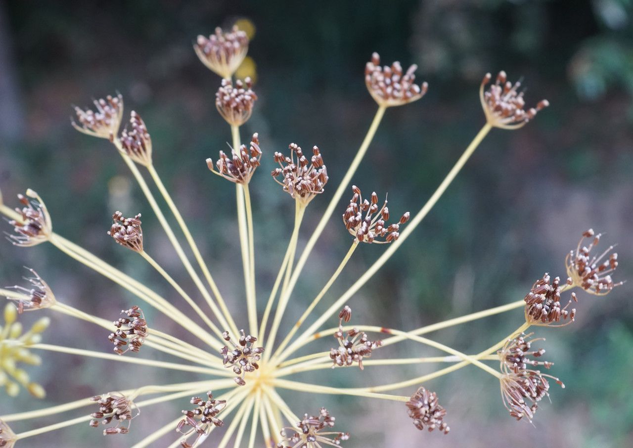 Ridolfia segetum fruit