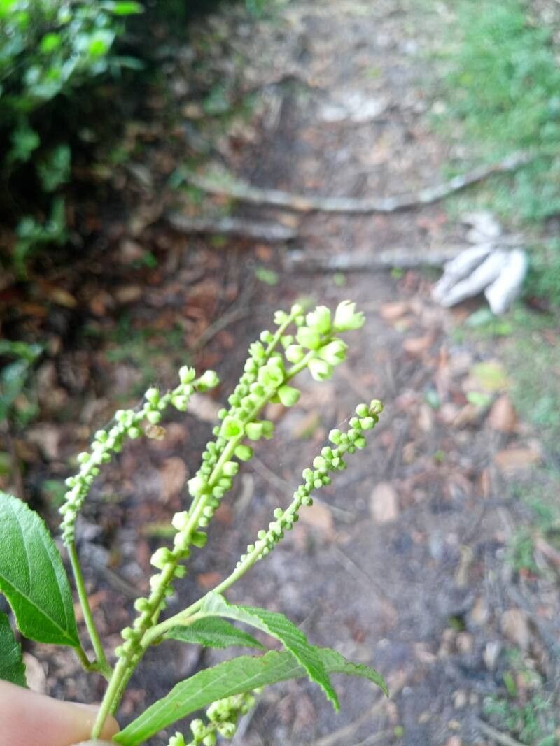 Gouania striata flower