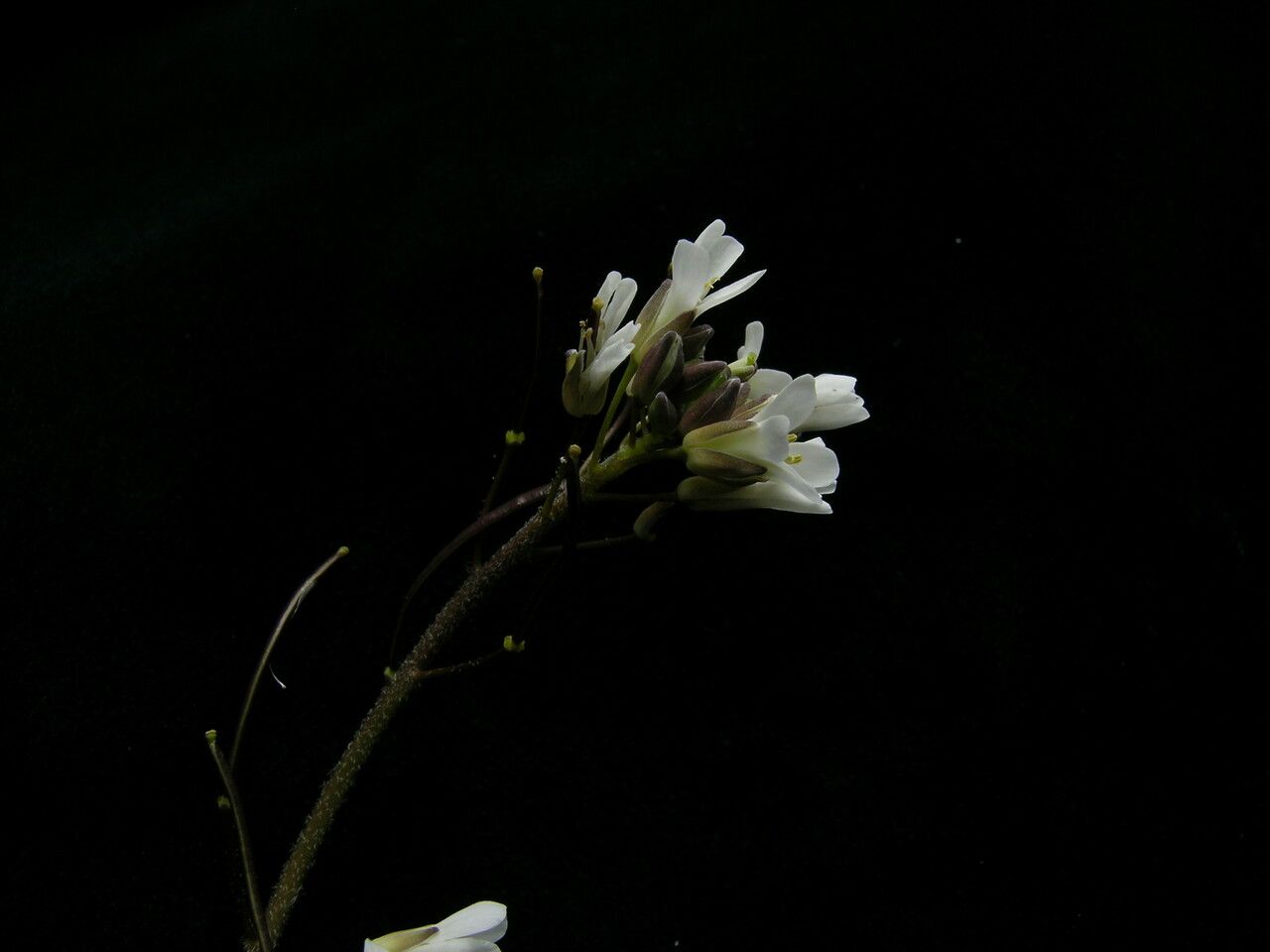 Arabis pterosperma habit