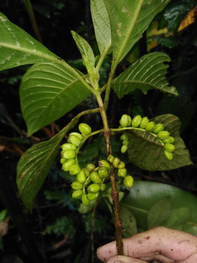 Guettarda crispiflora fruit
