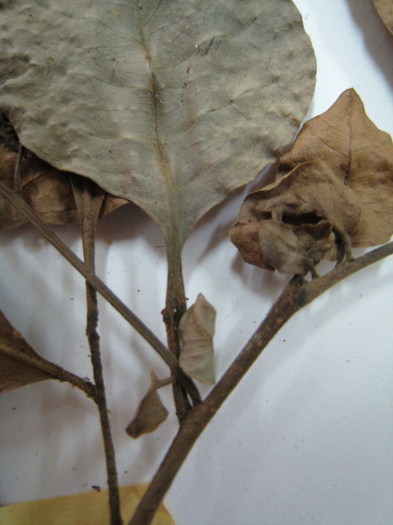 Trichilia micropetala other