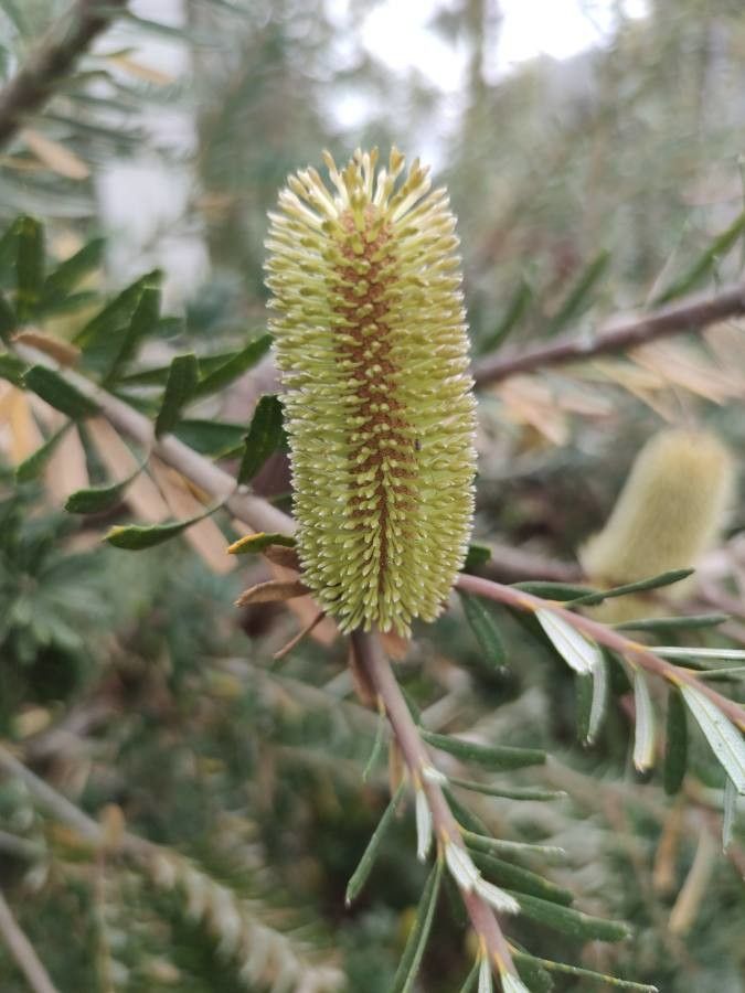 Banksia integrifolia fruit