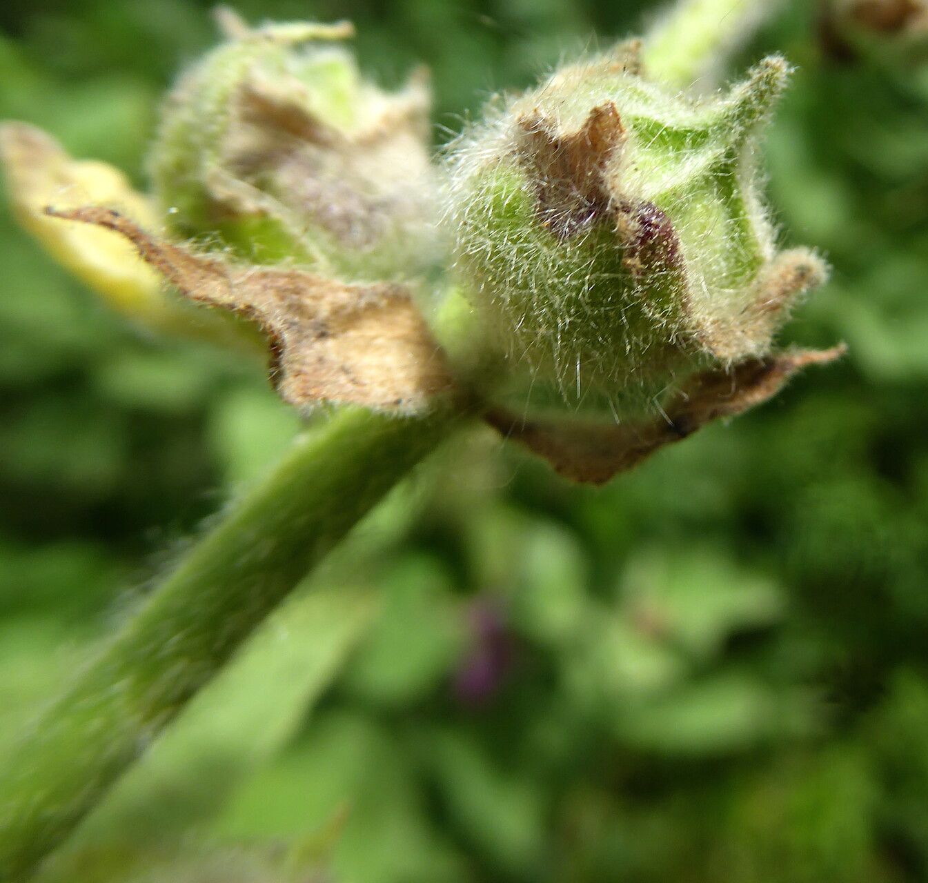 Malva olbia fruit