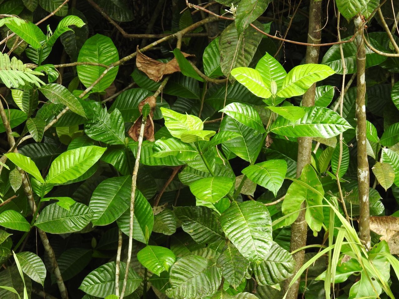 Bonafousia siphilitica leaf