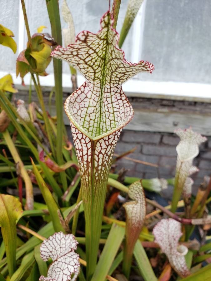 Sarracenia leucophylla leaf