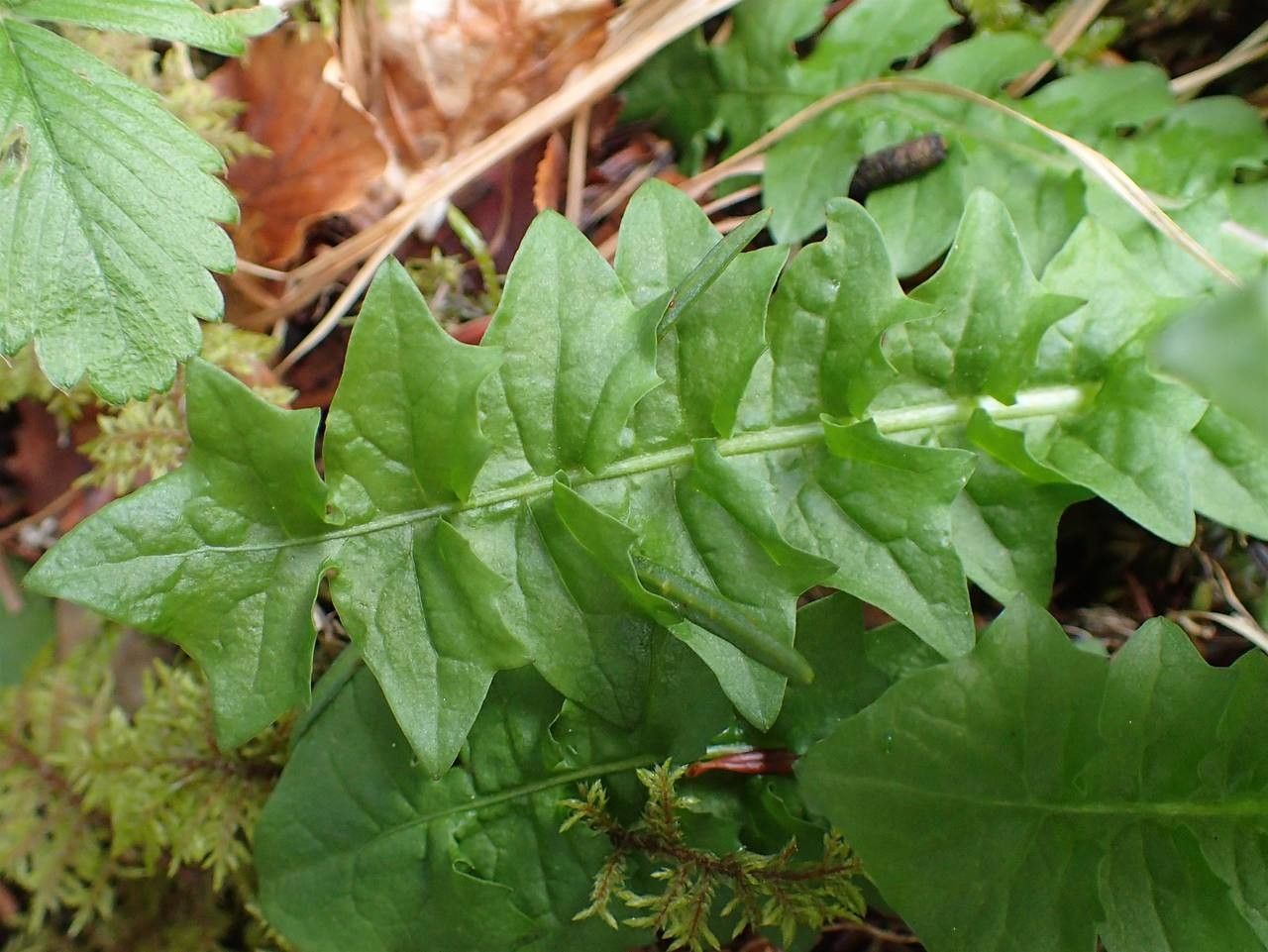 Aposeris foetida leaf