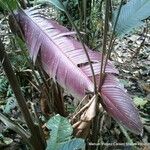 Pleiostachya pruinosa