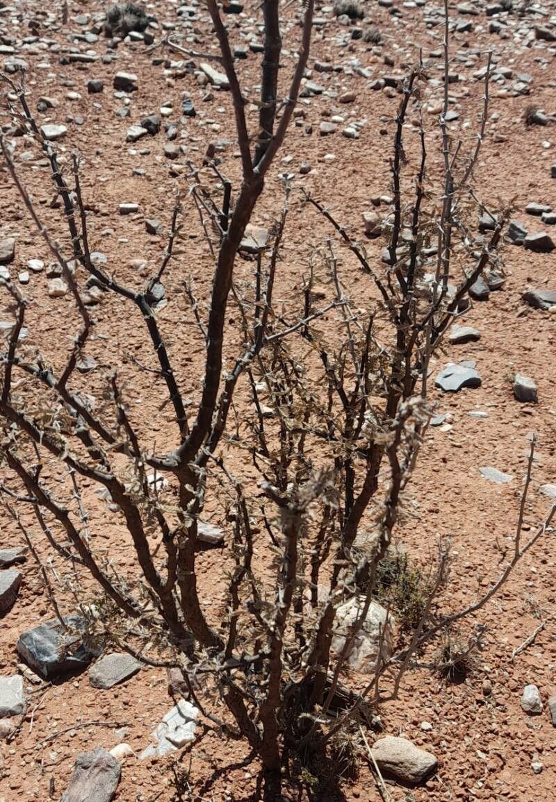Plectrocarpa tetracantha habit