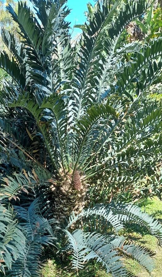 Encephalartos trispinosus habit