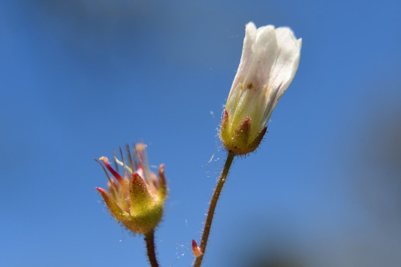 Saxifraga carpetana flower