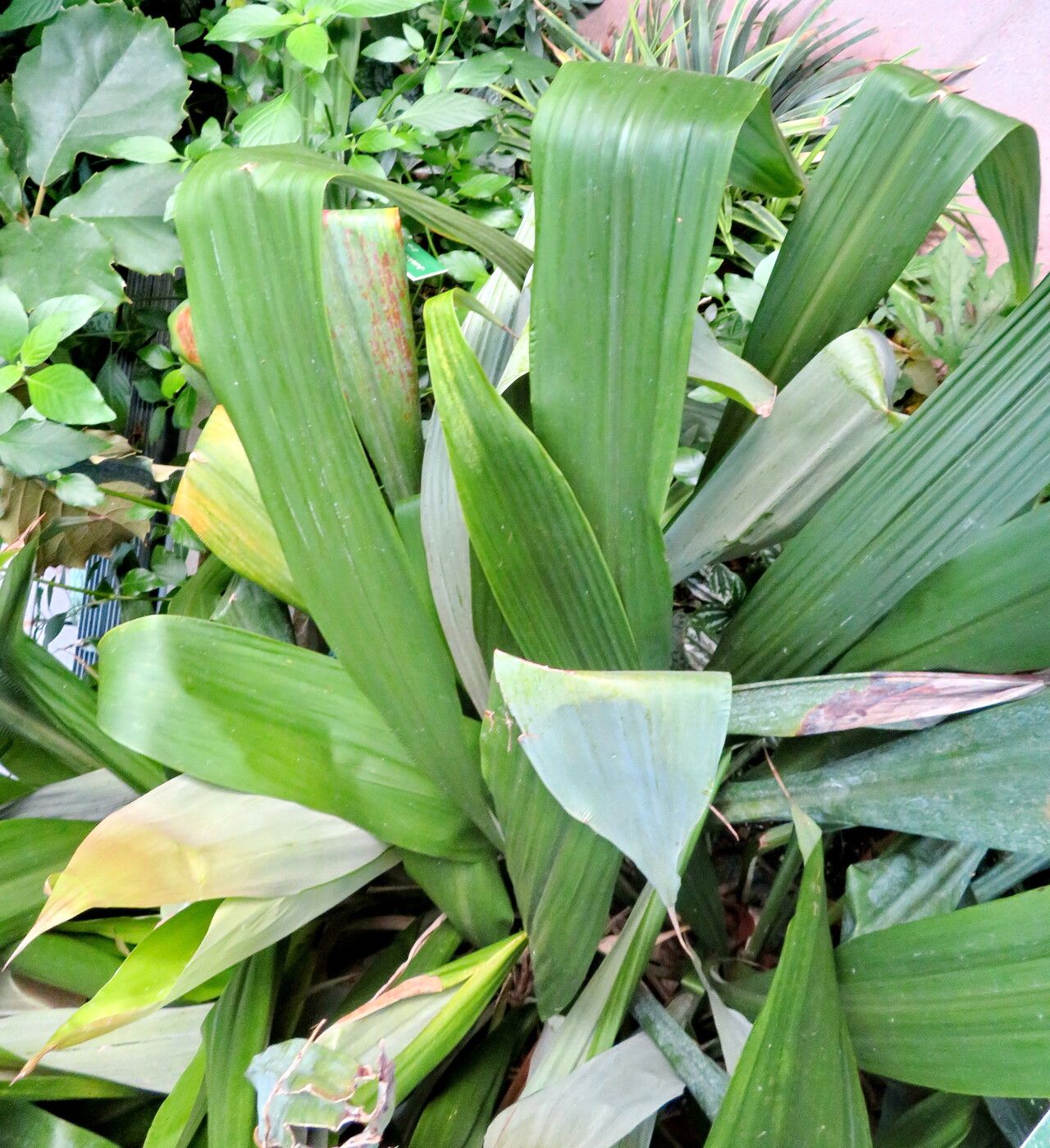 Pitcairnia corallina — search result for 'Pitcairnia'