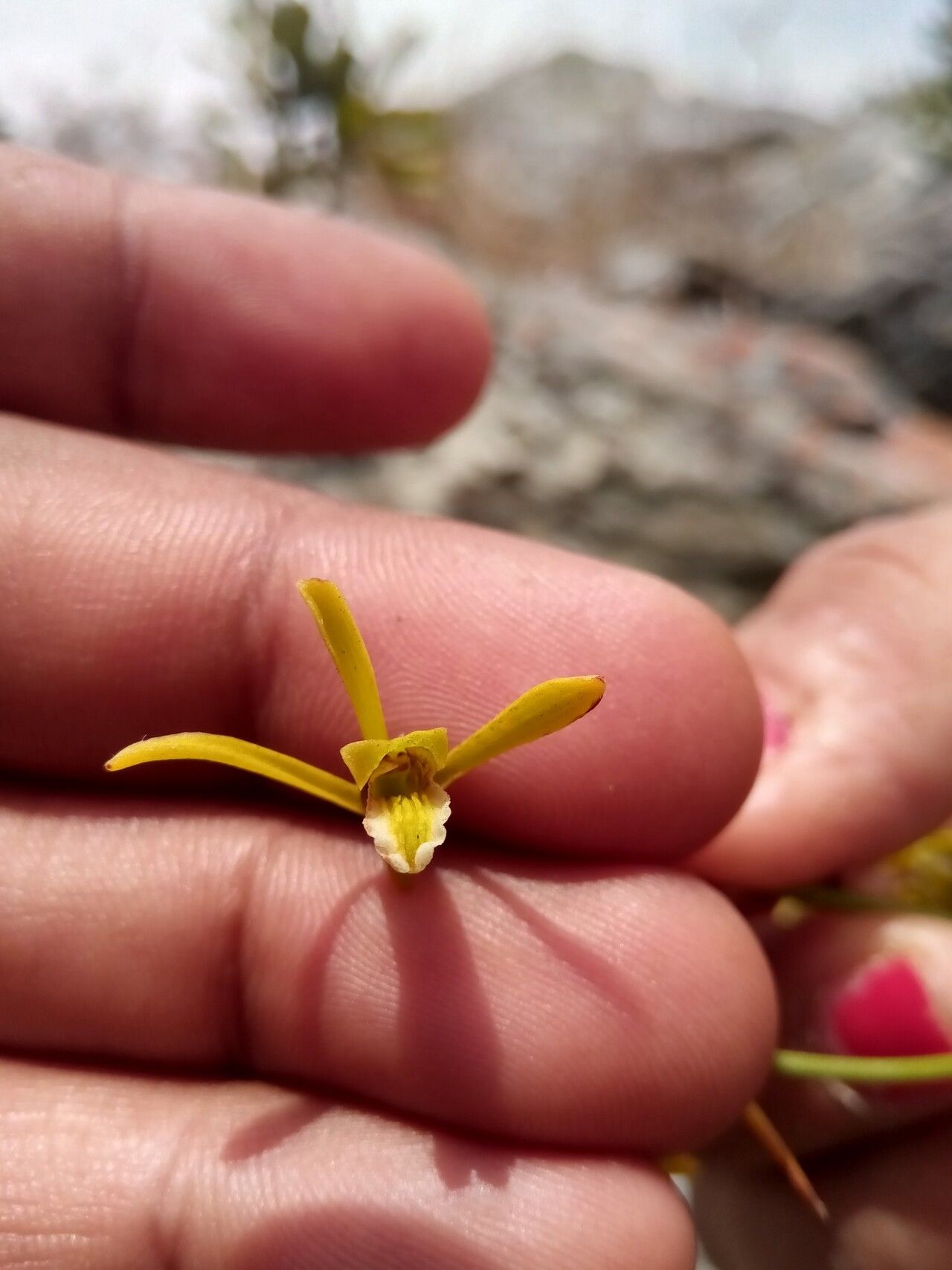 Eulophia ramosa flower