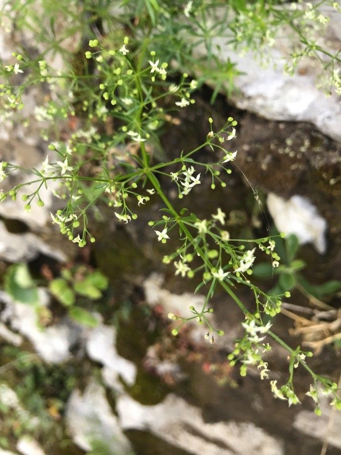 Galium laevigatum flower