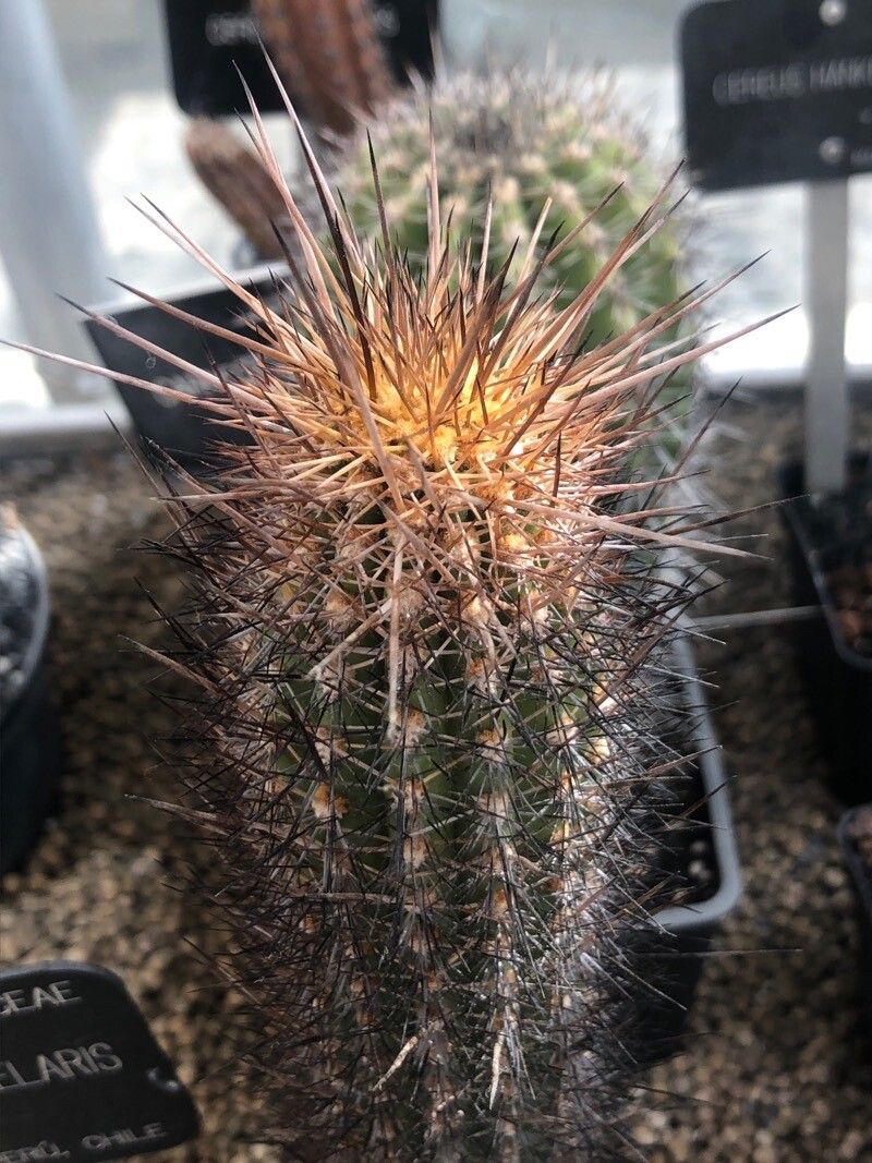 Browningia candelaris — related species from the same genus