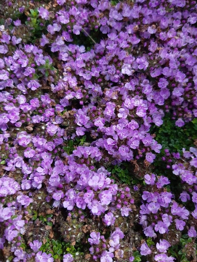 Thymus nervosus bark
