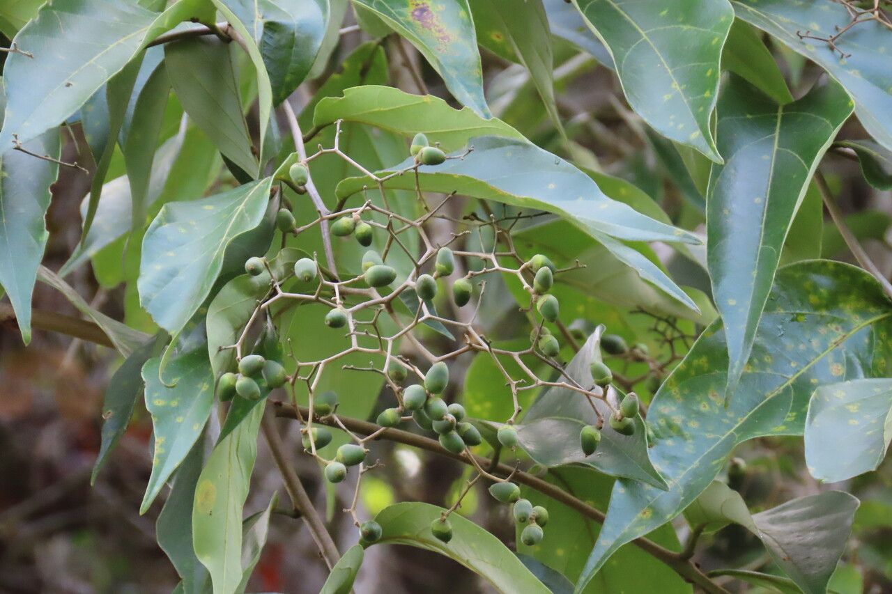 Cordia bicolor fruit