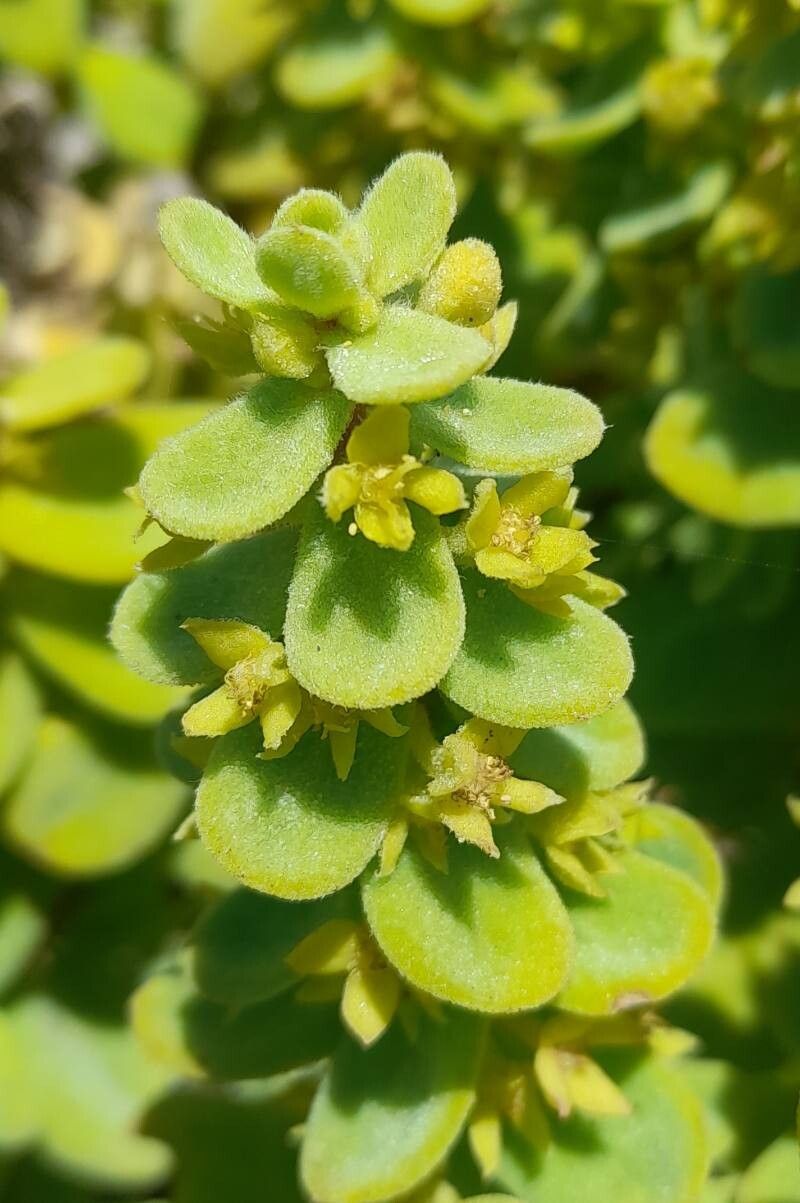Tetragonia maritima flower