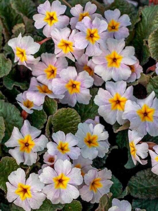 Primula × pubescens flower