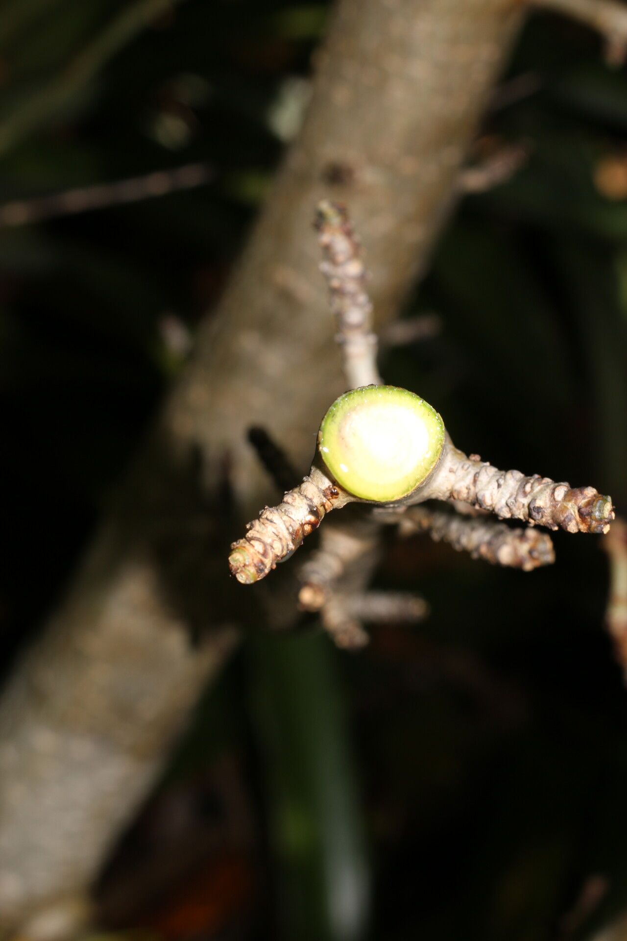 Jatropha stevensii fruit