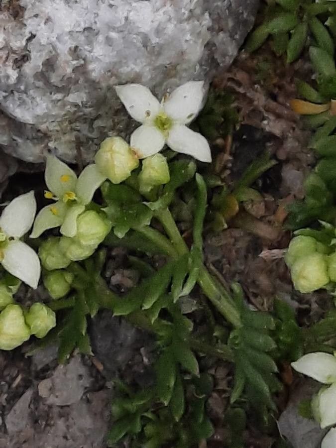 Galium megalospermum flower