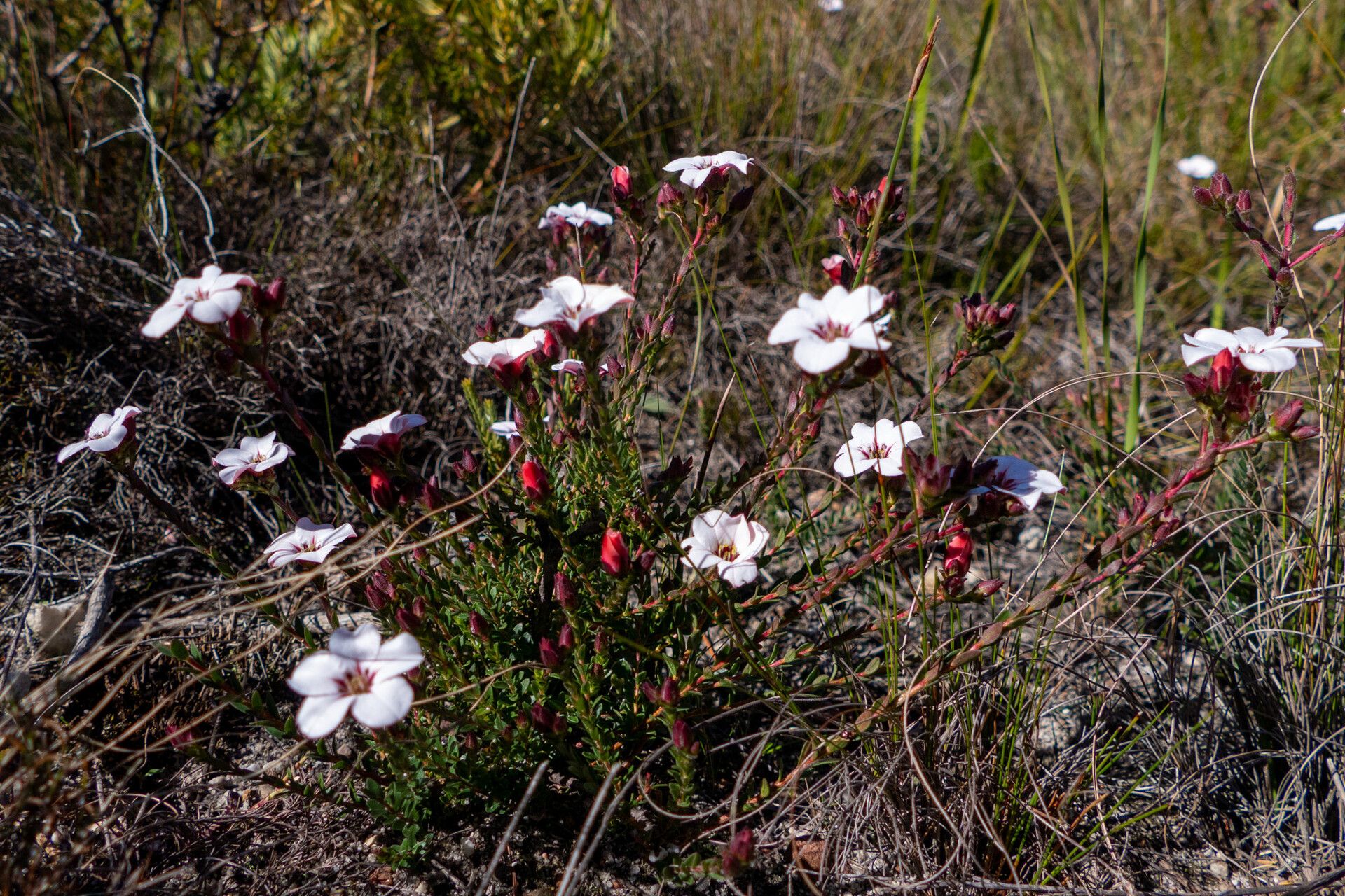 Adenandra villosa — houseplant care guide
