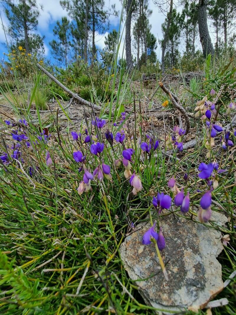 Polygala microphylla habit