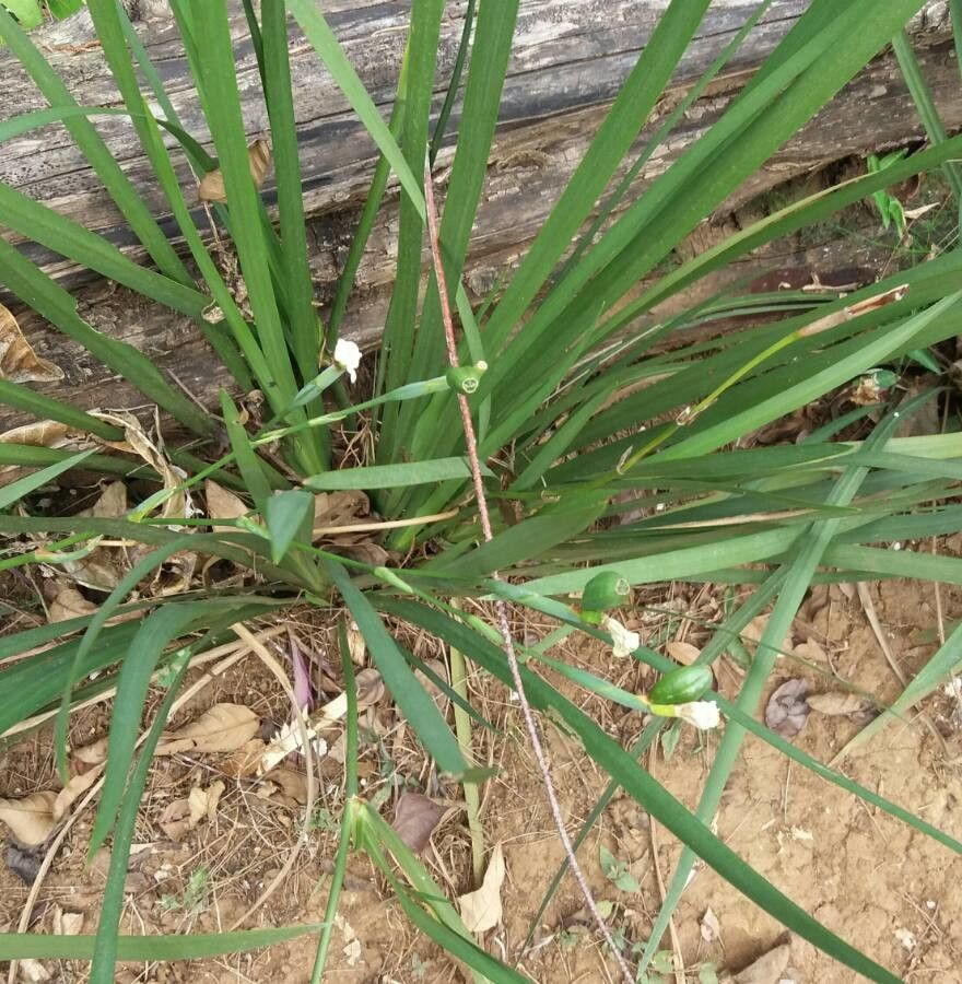 Camaridium neglectum — houseplant care guide