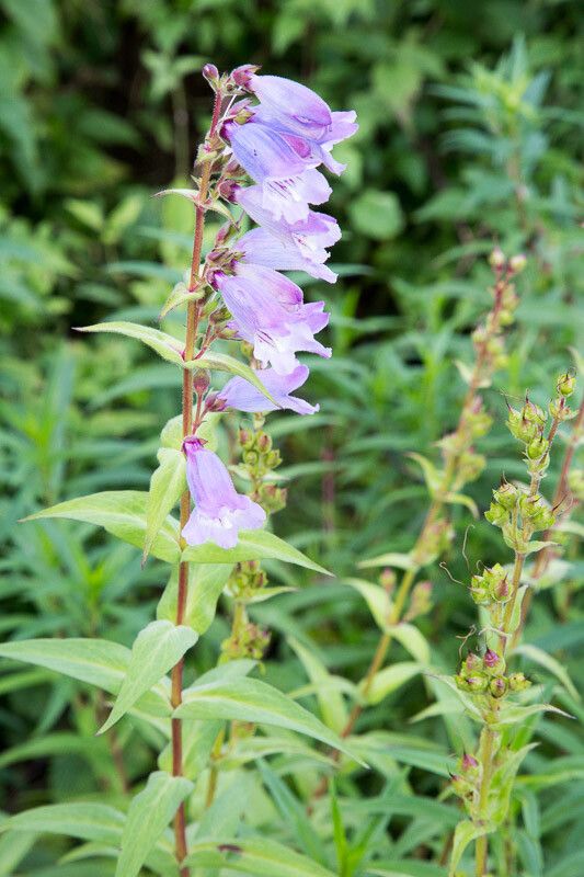 Penstemon cobaea flower