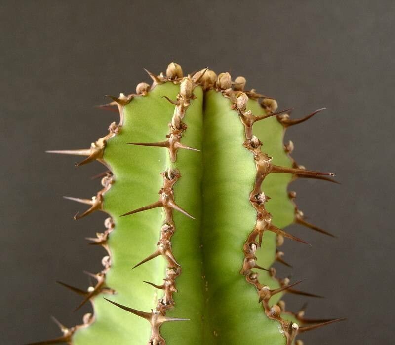 Euphorbia barnardii — houseplant care guide