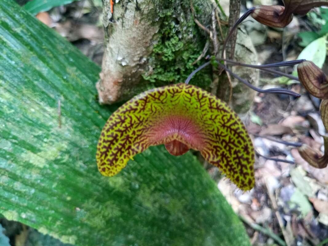 Aristolochia wankeana flower