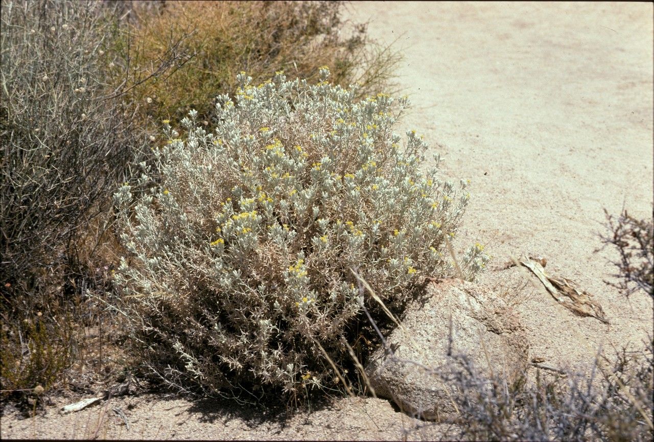 Tetradymia axillaris habit