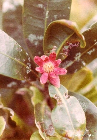 Zygogynum baillonii flower