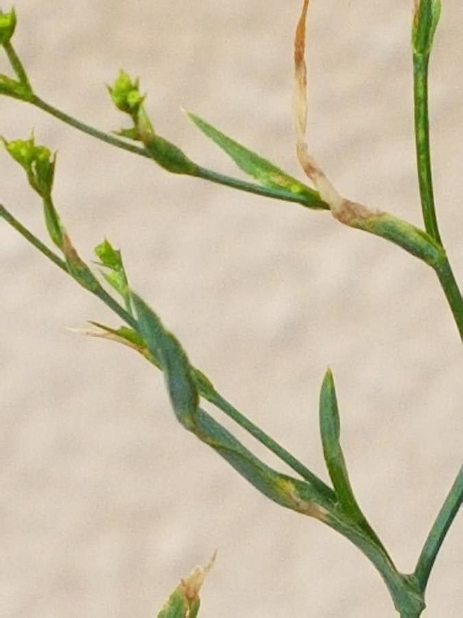 Bupleurum praealtum leaf