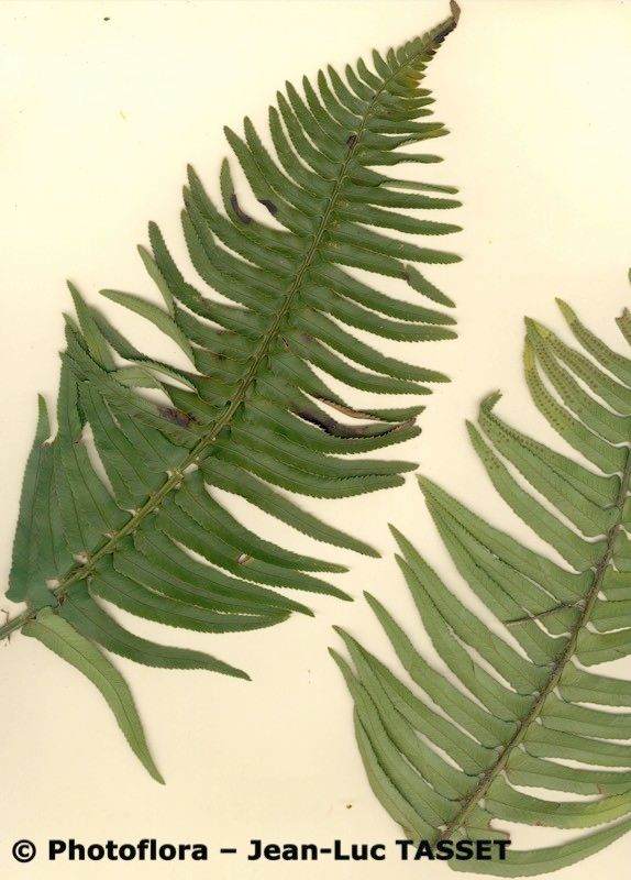 Polystichum falcinellum habit